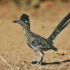 Road Runner Bird diamond painting