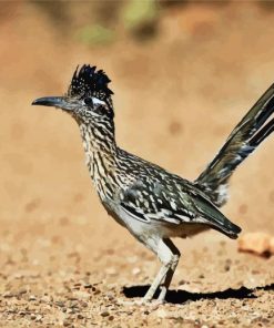 Road Runner Bird diamond painting