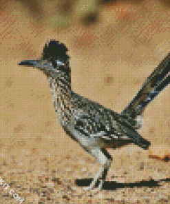 Road Runner Bird diamond painting