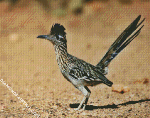 Road Runner Bird diamond painting