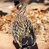 Road Runner diamond painting