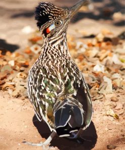 Road Runner diamond painting