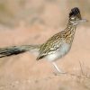 Road Runner In The Desert diamond painting