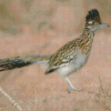 Road Runner In The Desert diamond painting