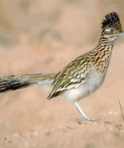 Road Runner In The Desert diamond painting