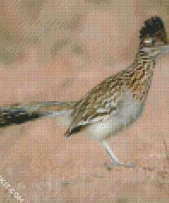 Road Runner In The Desert diamond painting