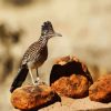 Roadrunner Bird diamond painting