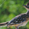 Roadrunner diamond painting