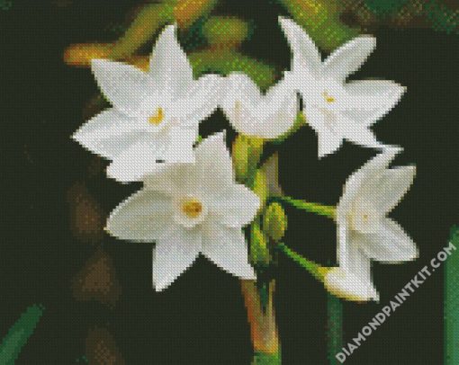 White Narcissus Flowers Art diamond painting