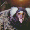 Marmoset Animal Diamond Paintings