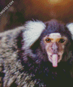 Marmoset Animal Diamond Paintings