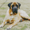 Mastiff Dog Diamond Paintings