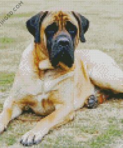 Mastiff Dog Diamond Paintings