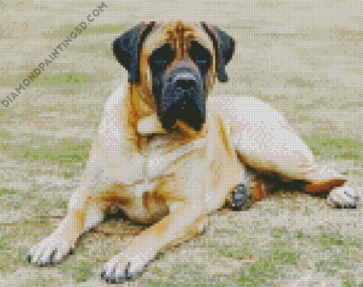 Mastiff Dog Diamond Paintings