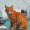 Aesthetic Orange Tabby Cat Diamond Paintings