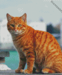 Aesthetic Orange Tabby Cat Diamond Paintings