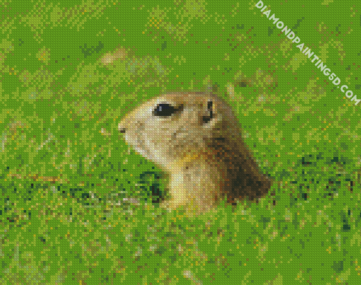 Cute Gopher Animal Diamond Paintings