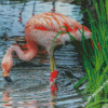 Flamingo Drinking Water Diamond Paintings