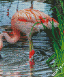 Flamingo Drinking Water Diamond Paintings