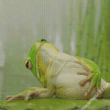 Frog Chilling Diamond Paintings