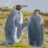 Grey Penguin Couple Diamond Paintings