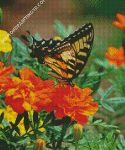 Swallowtail On Marigolds Diamond Paintings