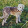 Bedlington Dog Diamond Paintings