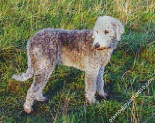 Bedlington Dog Diamond Paintings