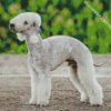 Bedlington Terrier Diamond Paintings