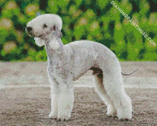 Bedlington Terrier Diamond Paintings