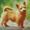 Norwich Terrier Diamond Paintings