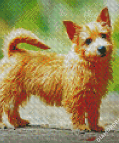 Norwich Terrier Diamond Paintings