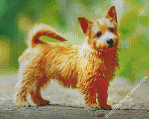 Norwich Terrier Diamond Paintings