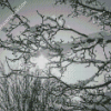 Black And White Flowering Tree Diamond Paintings