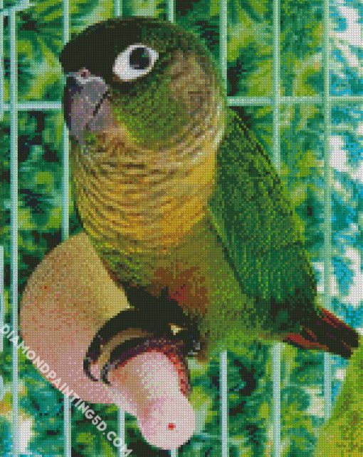 Green Cheeked Bird Diamond Paintings