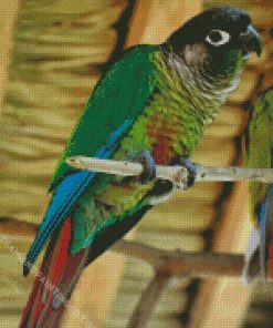 Green Cheeked Parakeet Diamond Paintings