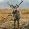 Highland Stag Animal Diamond Paintings