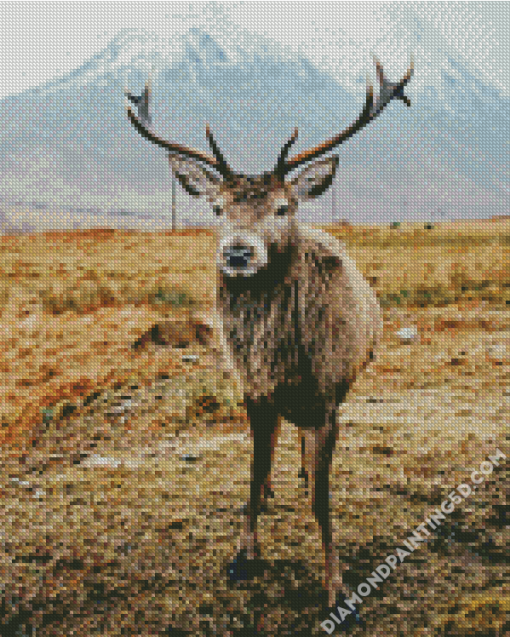 Highland Stag Animal Diamond Paintings