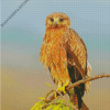 Indian Spotted Eagle On Stick Diamond Paintings