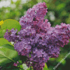 Aesthetic Purple Lilac Tree Diamond Paintings