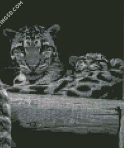 Black And White Baby Tigers Diamond Paintings