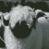 Black And White Valais Blacknose Diamond Paintings