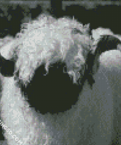 Black And White Valais Blacknose Diamond Paintings