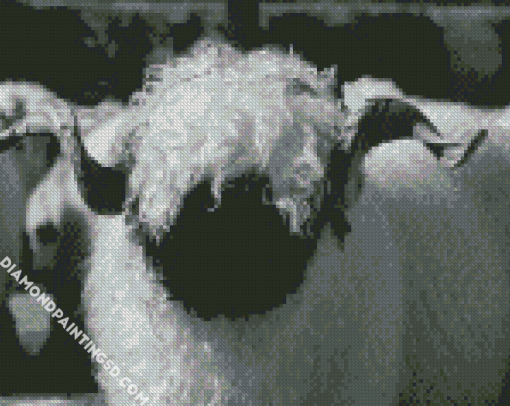 Black And White Valais Blacknose Diamond Paintings