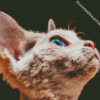 Cute Blue Eyes Devon Rex Cat Diamond Paintings