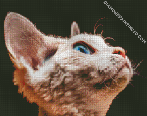 Cute Blue Eyes Devon Rex Cat Diamond Paintings