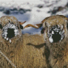 Cute Blacknose Sheep In Snow Diamond Paintings