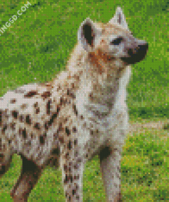 Spotted Hyena Animal Diamond Paintings