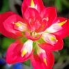 Aesthetic Indian Paintbrush Flower Diamond Paintings