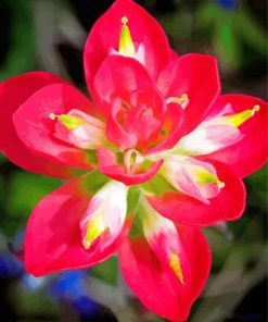 Aesthetic Indian Paintbrush Flower Diamond Paintings